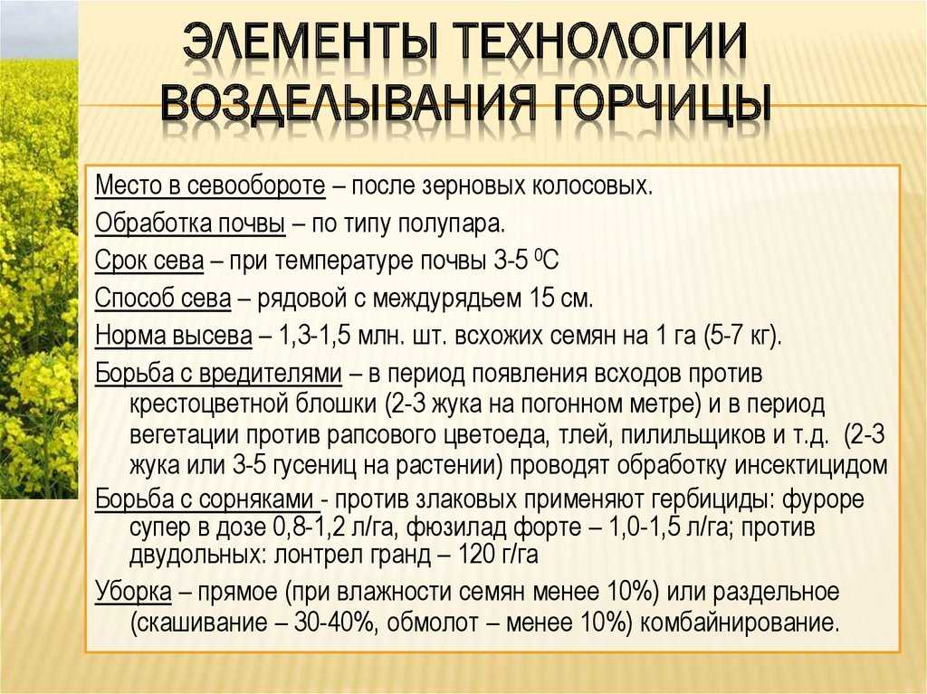 Корнеплод особого назначения. тонкости выращивания сахарной свёклы — журнал «агротехника и технологии» – агроинвестор