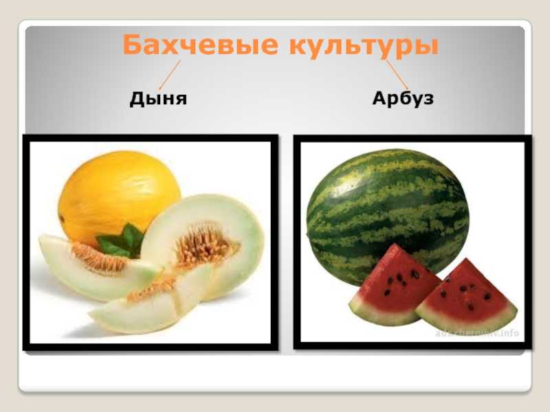 Происхождение и история культуры дыни. дыня – калорийность, описание дыни, где растет, состав