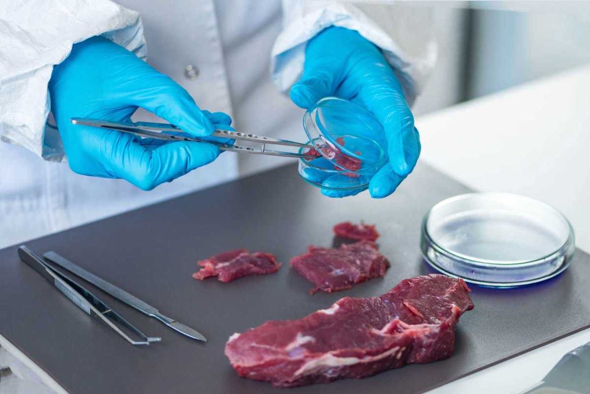 Тпппж реферат - сбор и обработка субпродуктов в зависимости от морфологического состава