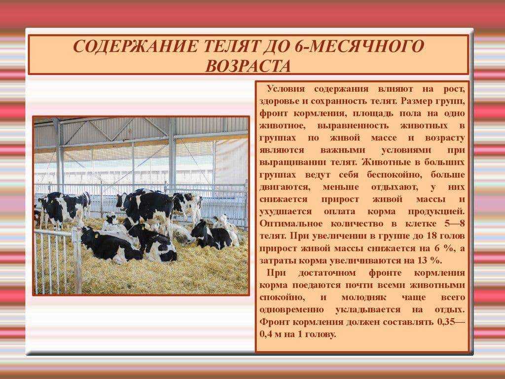 Современное животноводство в россии | cельхозпортал