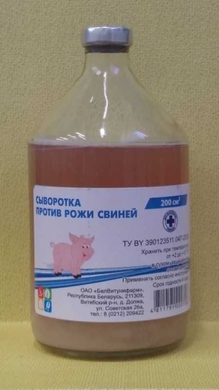Опасное заболевание рожа у свиней: симптомы и лечение