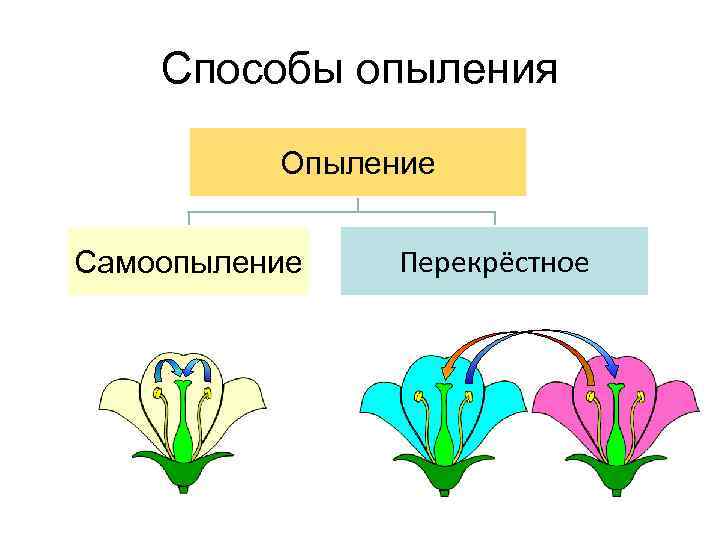 Перечислите свойства перекрёстноопыляемых растений,ограничивающих их самоопыляемость  помогите пожал