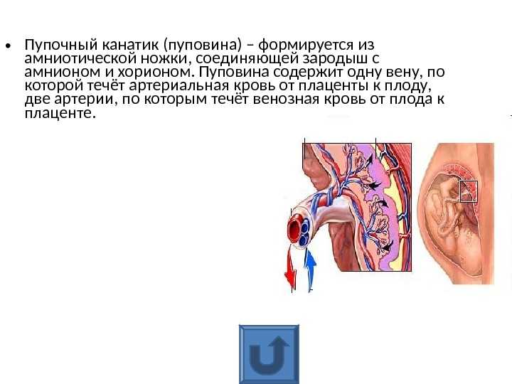 Тема 7. эмбриология человека. гистология