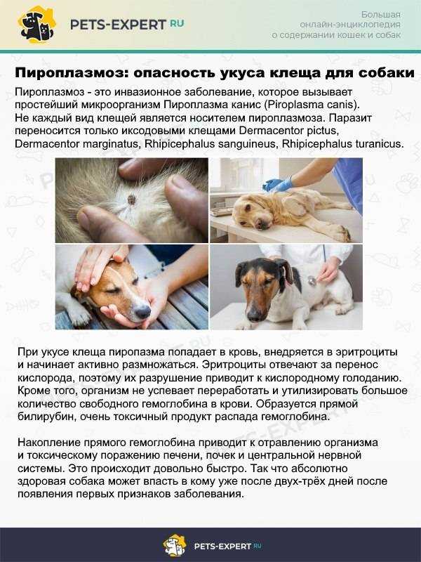Бабезиоз (пироплазмоз) у людей: пути заражения, симптомы и методы лечения