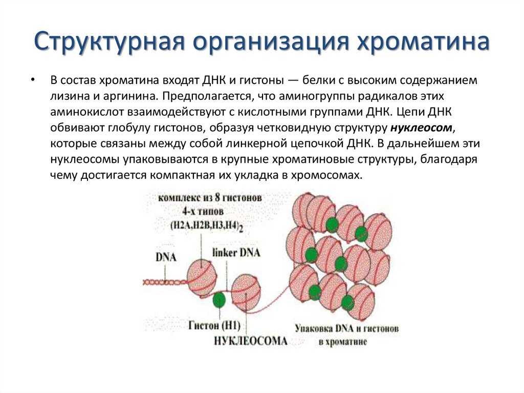 11. клеточное ядро. хромосомы. биология. общая биология. 10 класс. базовый уровень
