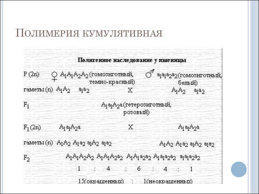 Взаимодействие неаллельных генов