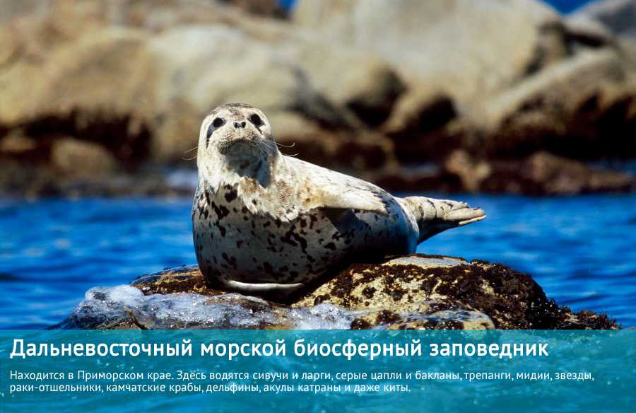 Дальневосточный морской биосферный государственный природный заповедник дво ран