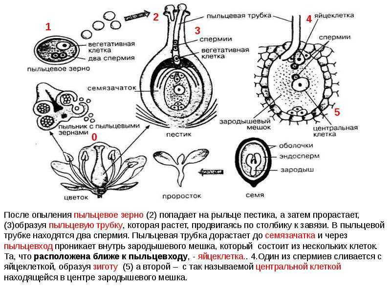 Двойное оплодотворение цветковых растений