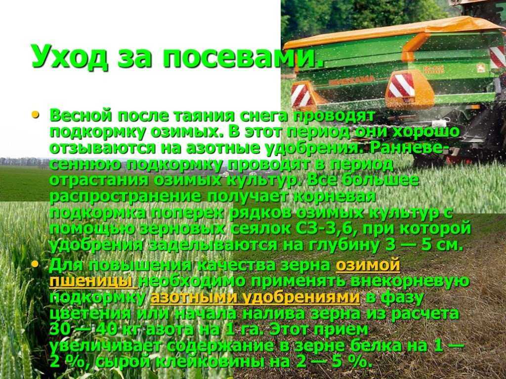 Фазы вегетации озимой пшеницы. рост и развитие (фенологические фазы) злаковых культур. существует несколько подходов, каждый из которых имеет свои плюсы и минусы