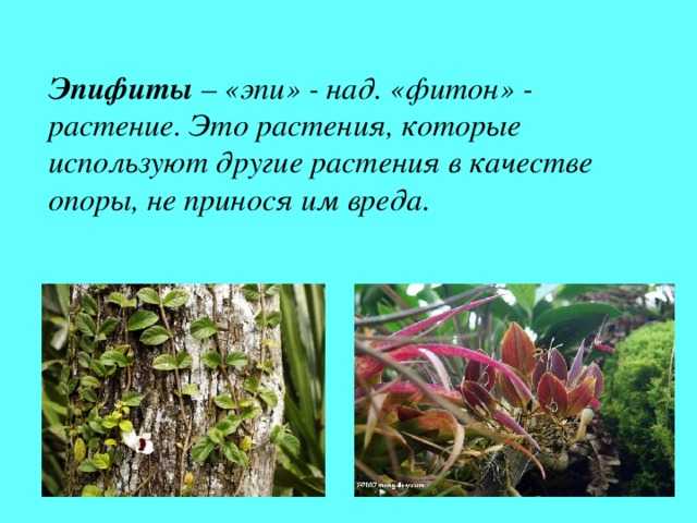 Эпифиты примеры. растения-эпифиты