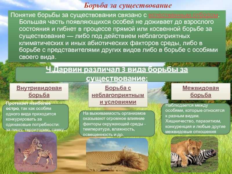 Борьба за существование