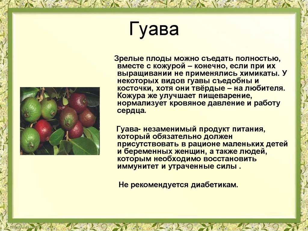 Гуава - полезные и опасные свойства гуавы