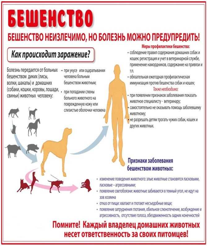 Бешенство у собак: симптомы и признаки болезни