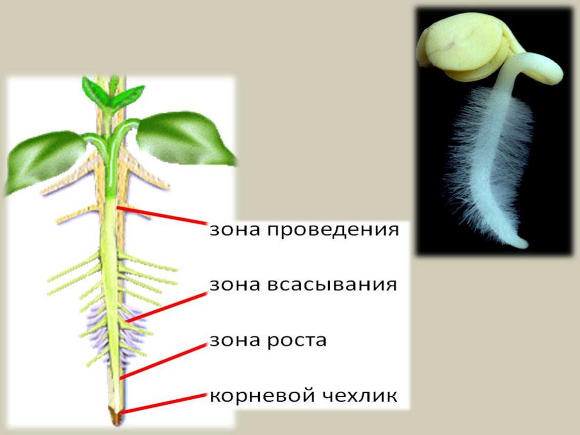Боковой корень -  lateral root