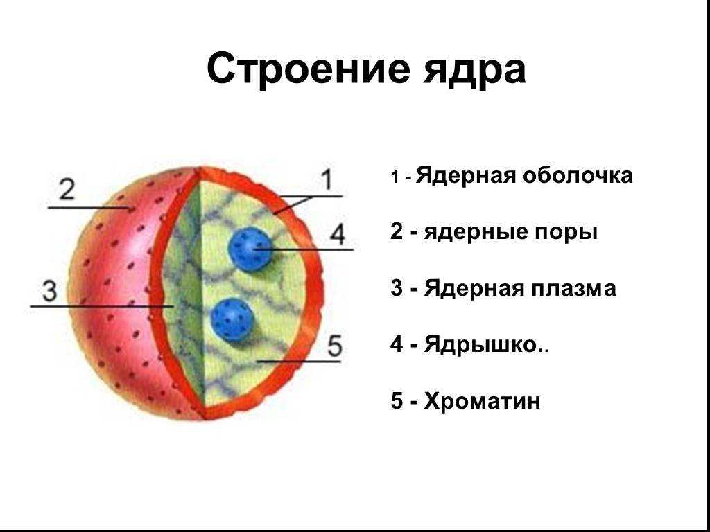 Клетка
