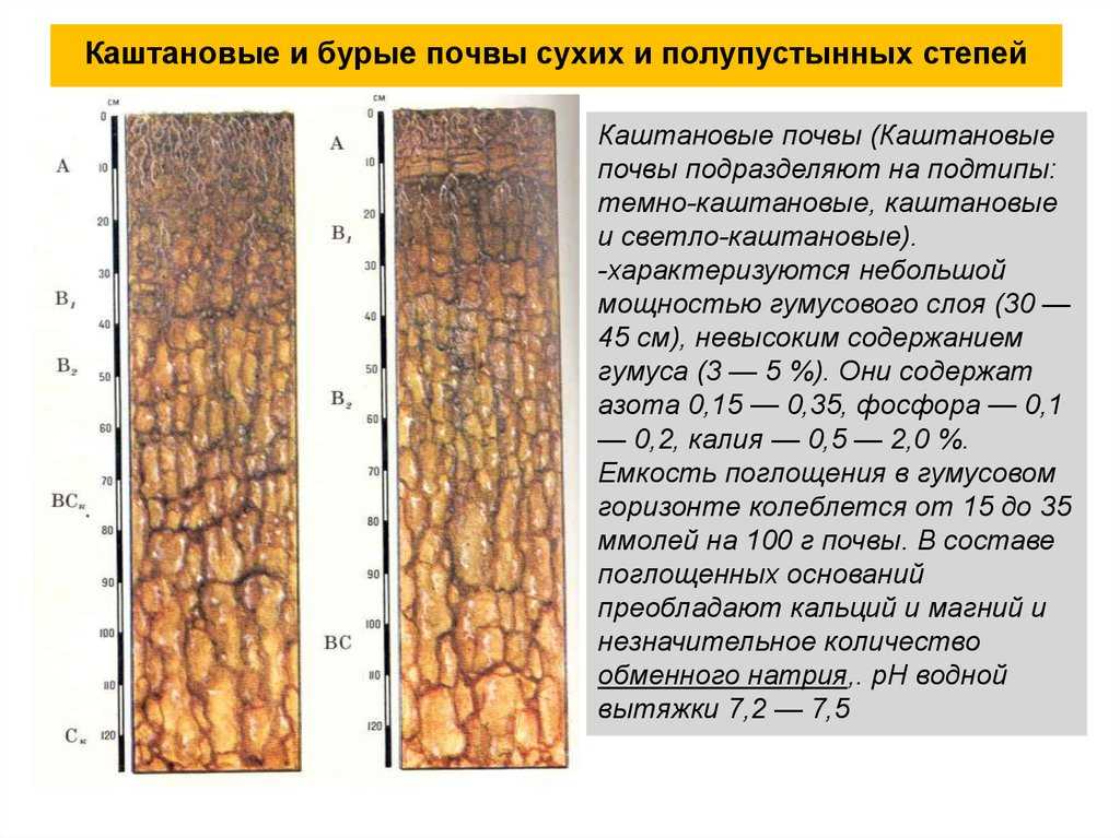 Особенности географии почв сухих степей  и их практического использования