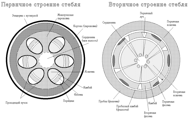 Анатомическое строение корня | student guru