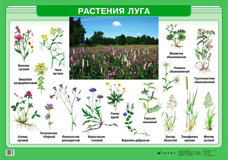 Луговая растительность | центрально-черноземный государственный заповедник имени профессора в.в. алехина