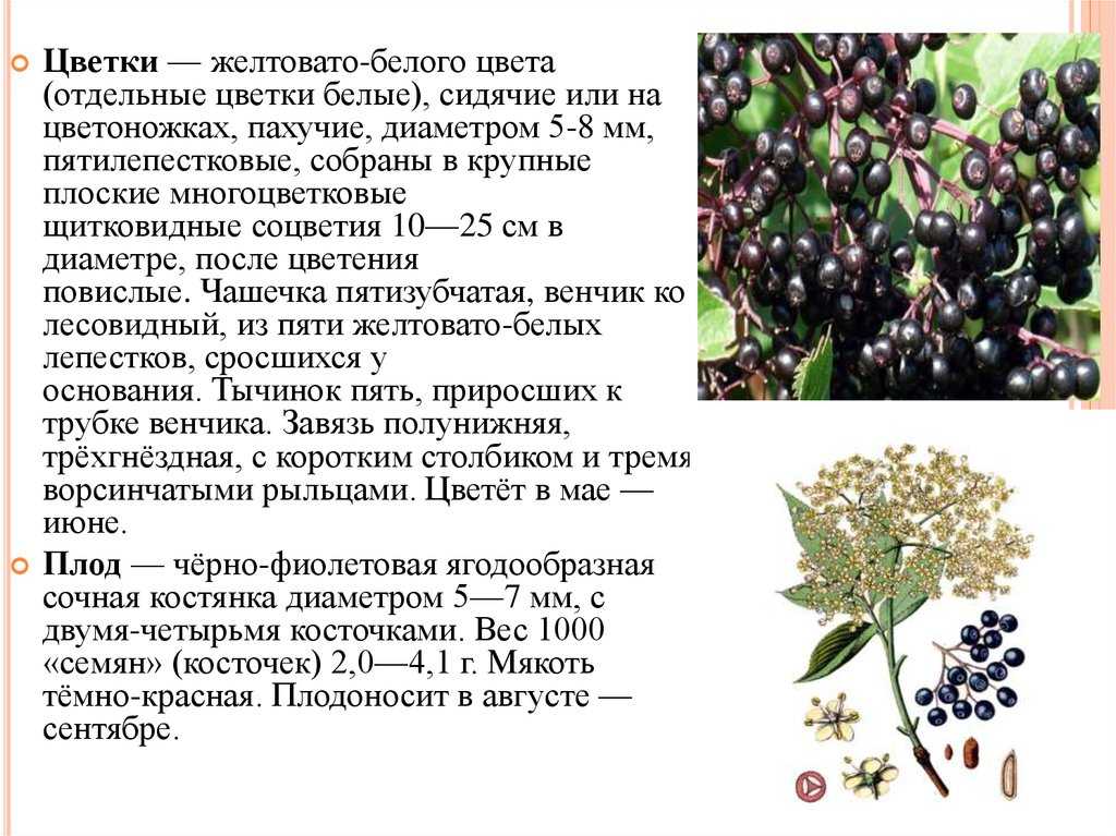 Бузина черная (перспективное плодовое и декоративное растение)