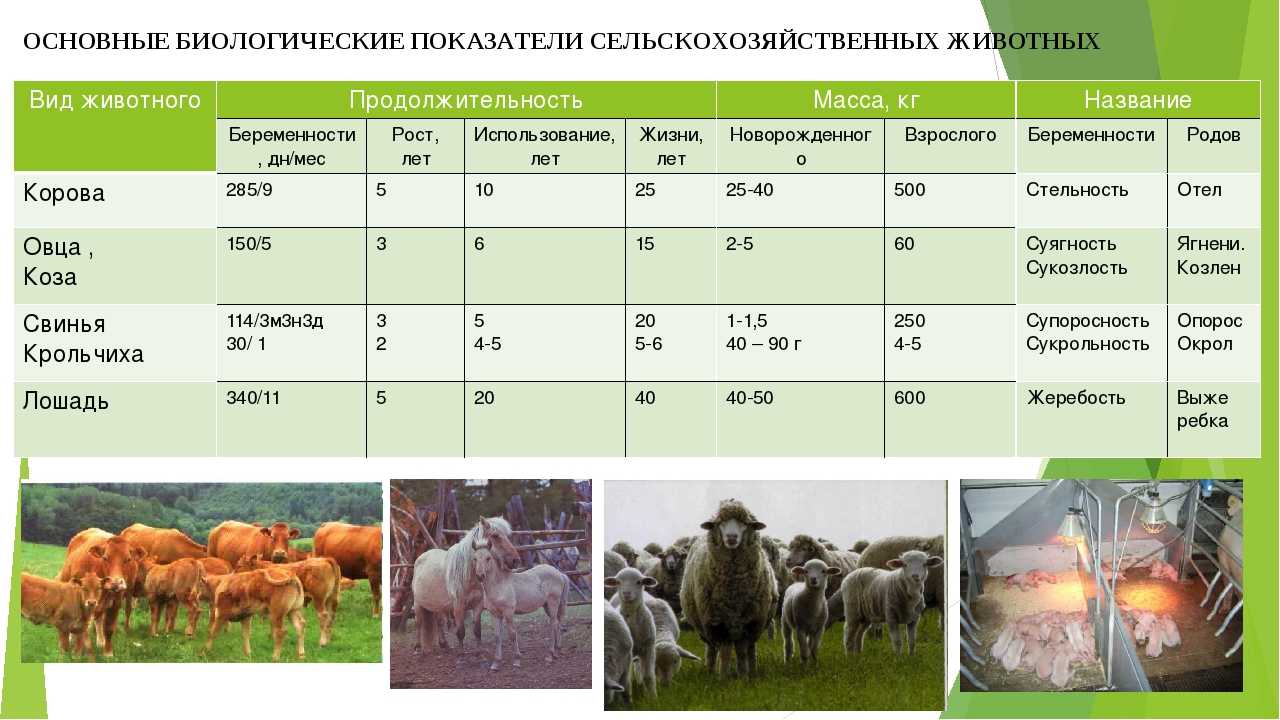 Ветеринарные правила содержания птицы, свиней, крупного рогатого скота