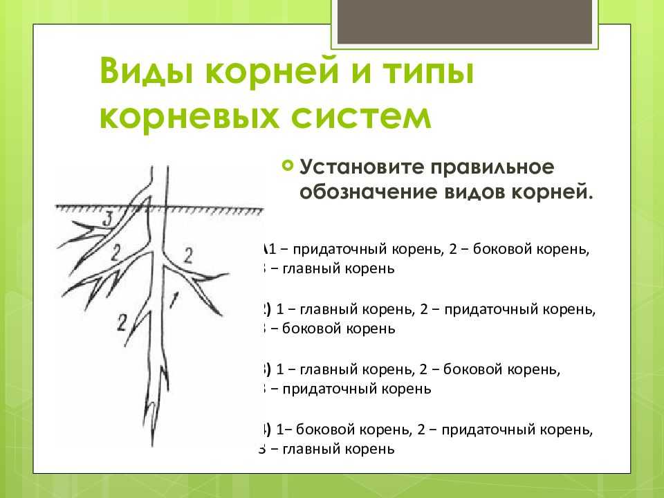 Строение древесного ствола и коры