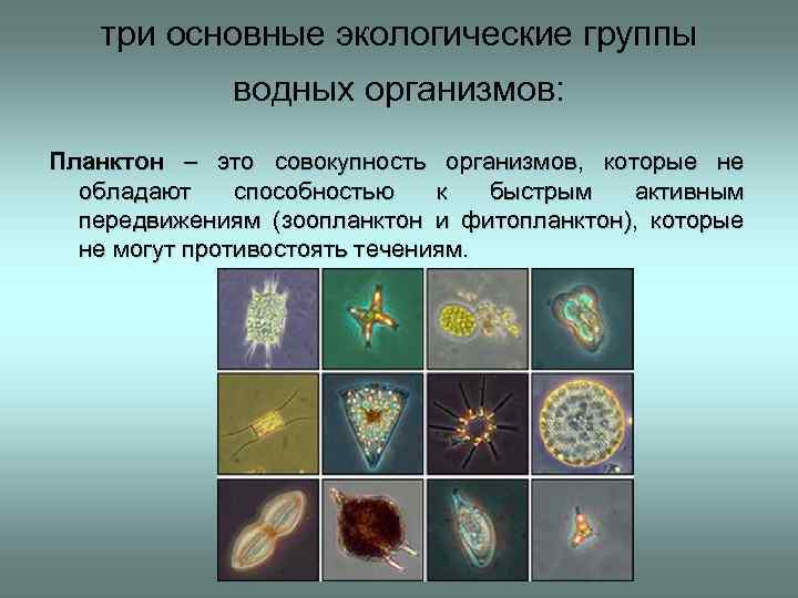 Специфические приспособления гидробионтов