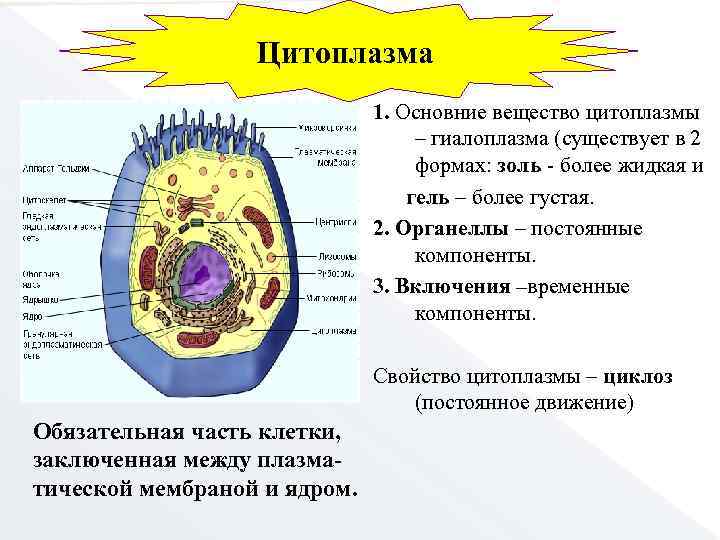 Основные компоненты и значение цитоплазмы в клетках — природа мира