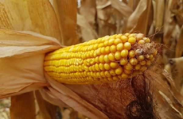 Кукуруза (corn) - это. кукуруза - дар богов