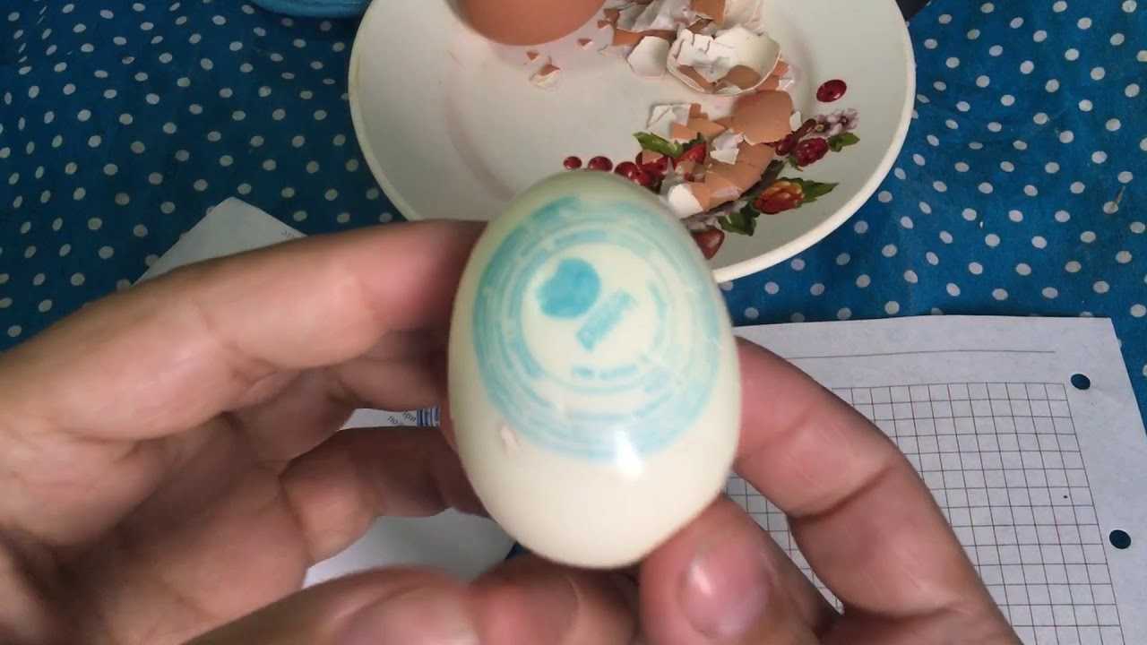 Цыпленок в яйце и что можно видеть при просвечивании