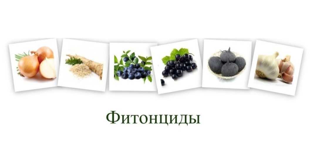 Способ определения летучих фитонцидов - патент рф 2502994 - ефремов евгений александрович ,назиров рашит анварович ,ефремов александр алексеевич