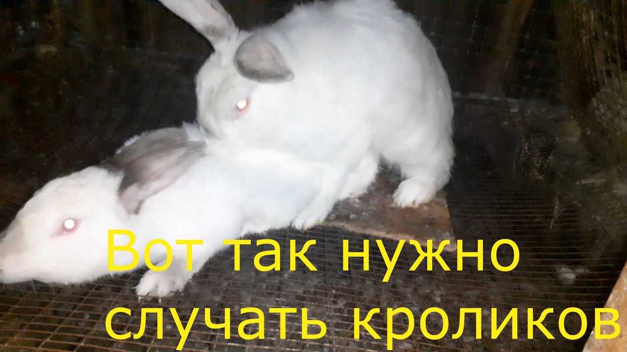 Как правильно скрещивать кроликов?