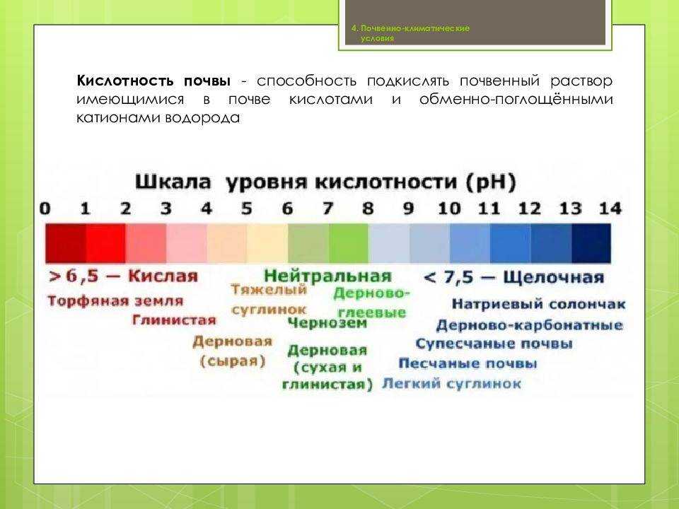 Как проверить кислотность почвы и какая ее норма