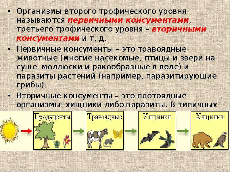 Пищевая цепь - примеры, энергия, звенья и уровни | составляющие пищевой цепи