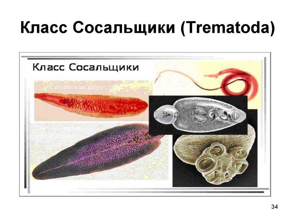 Особенности морфологии и жизнедеятельности гельминтов сосальщиков