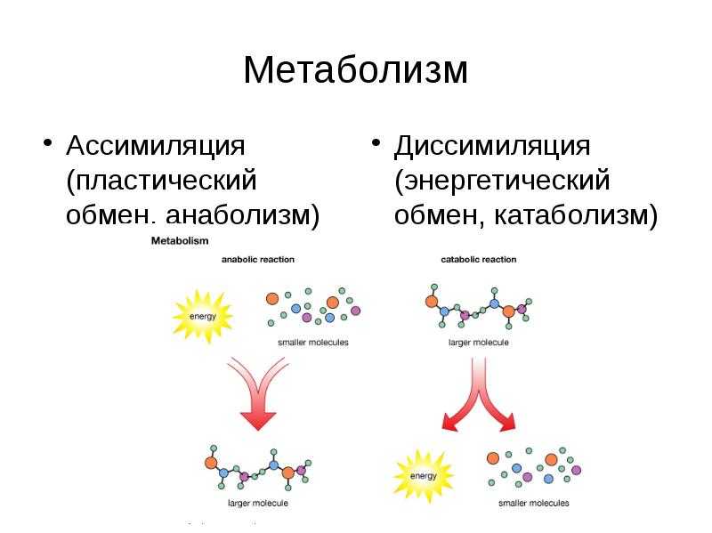 "обмен веществ" - конспект