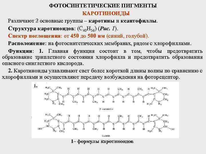 Фотосинтез