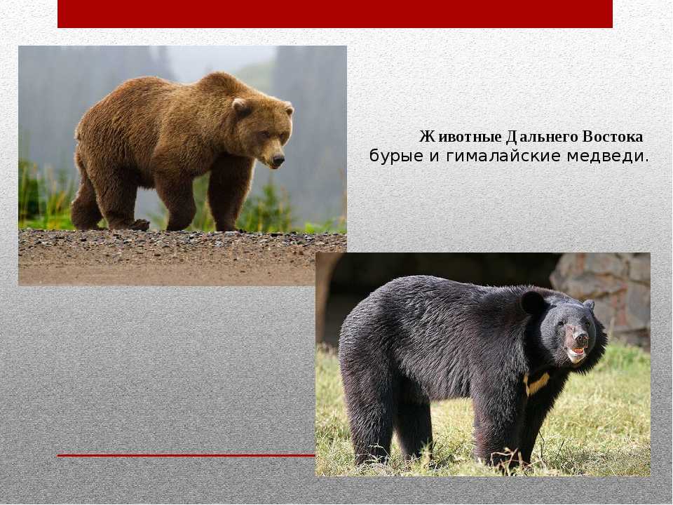 Природа амурской области