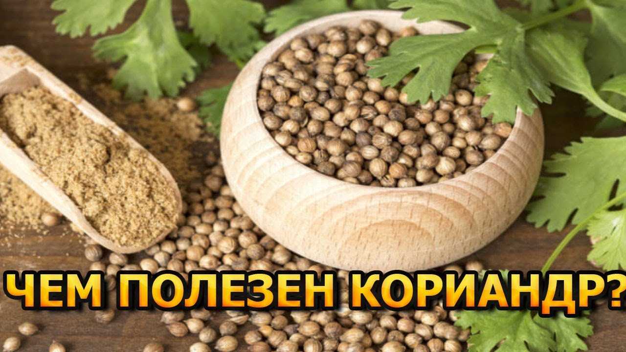 Кориандр полезные свойства и противопоказания