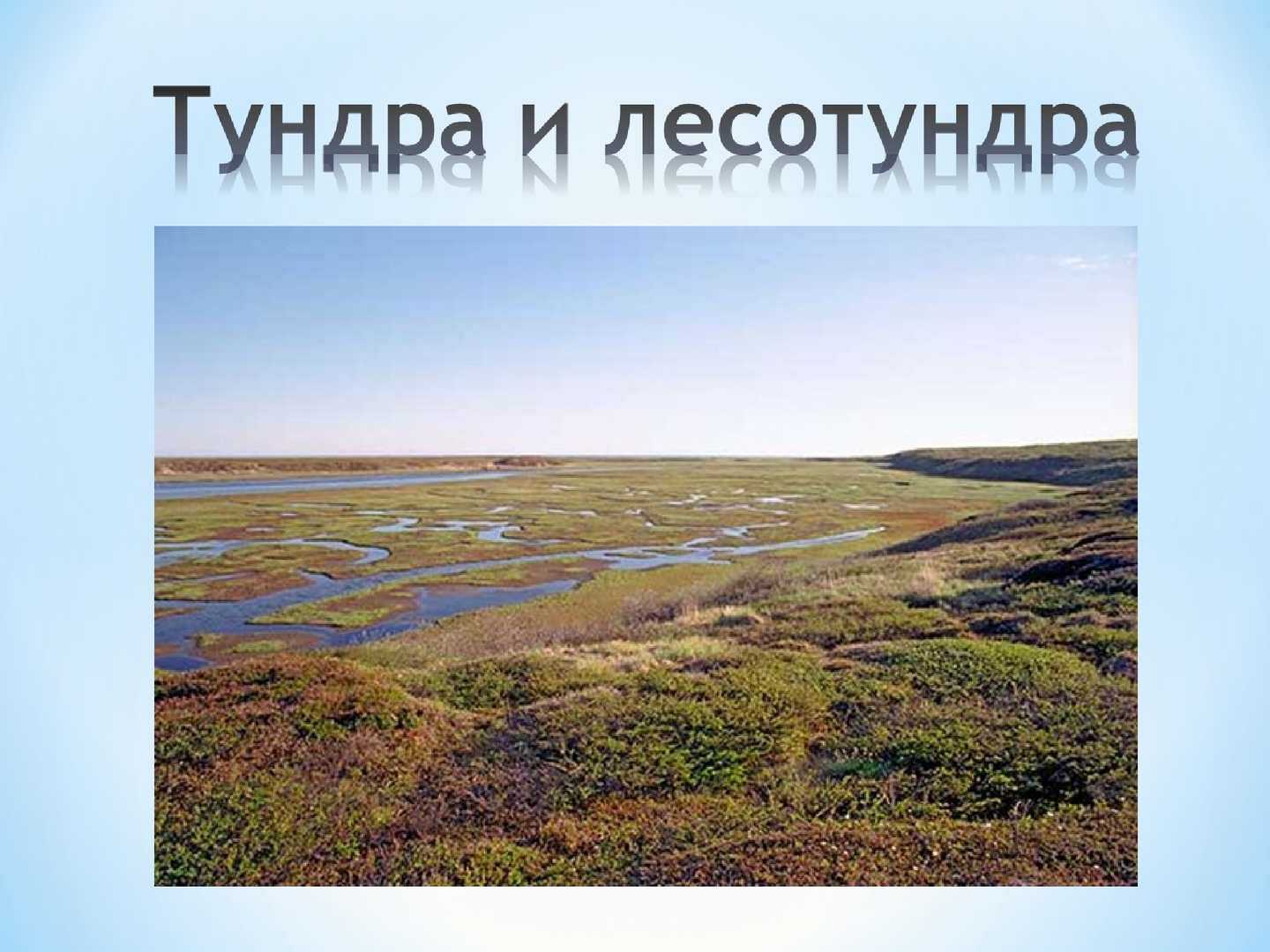 Природные районы и природно-хозяйственные зоны. природа арктических пустынь, тундр и лесотундр - педагогическая академия современного образования