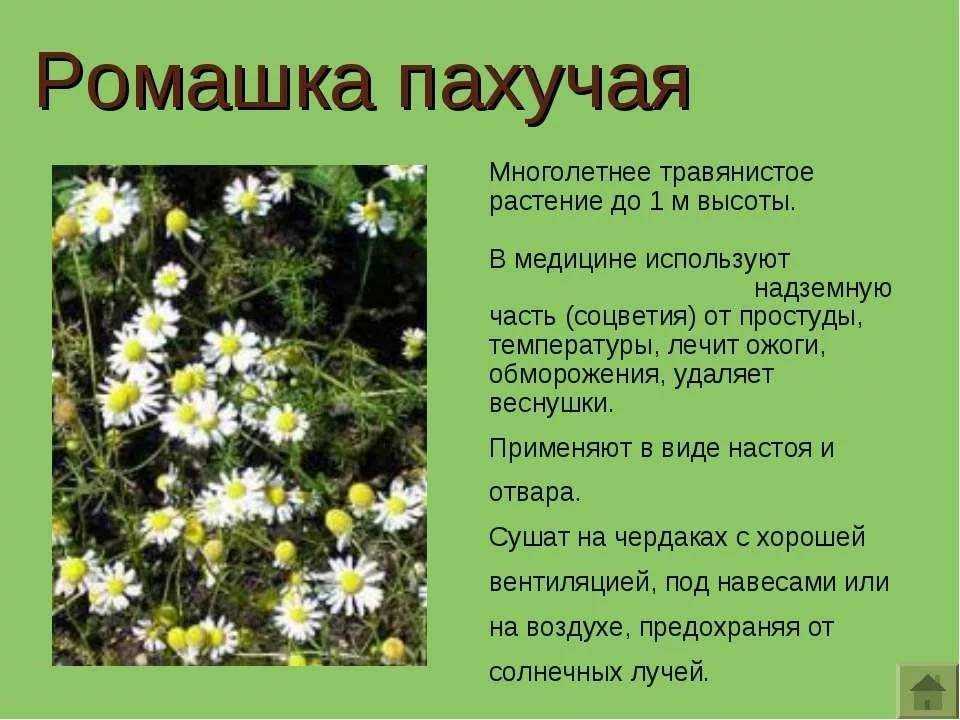 Урок экологии по теме «лесная аптека». воспитателям детских садов, школьным учителям и педагогам - маам.ру