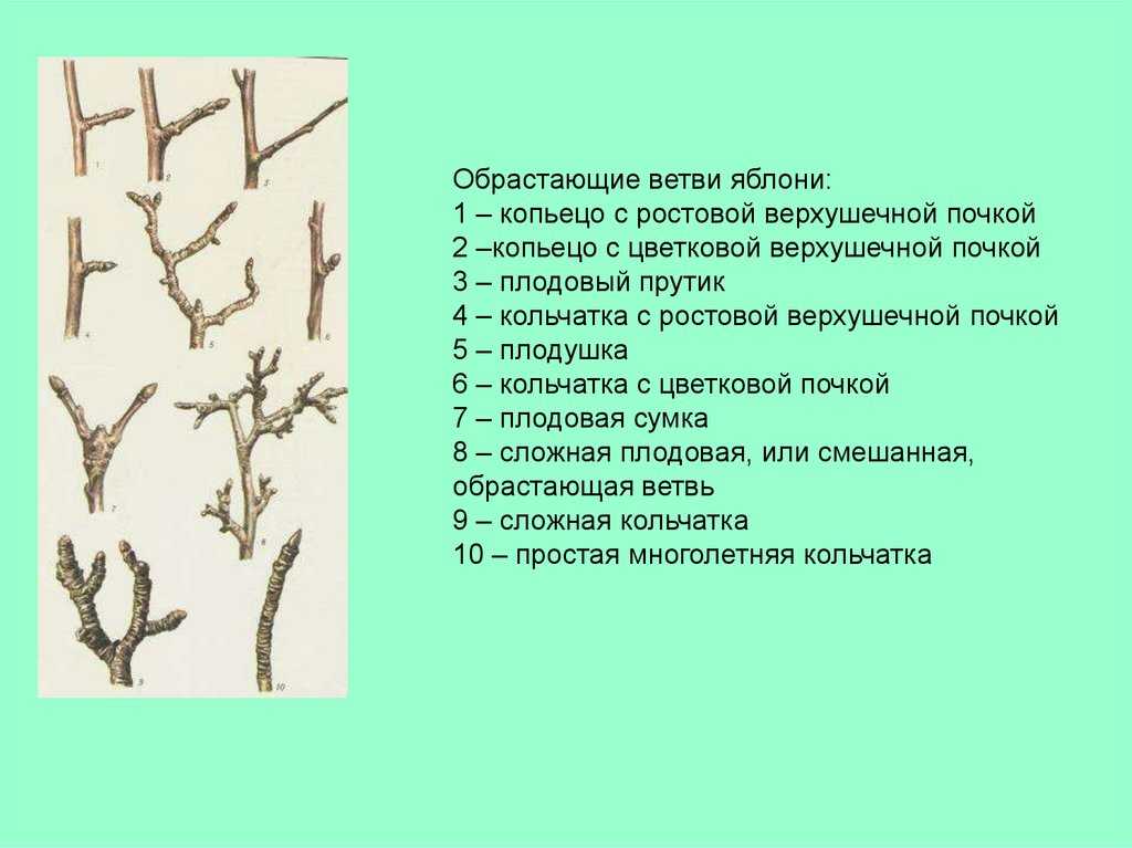 Биологические особенности и приемы формирования плодовых деревьев [1985 клочко п.в.  - формирование обрезка плодовых деревьев в интенсивных садах]