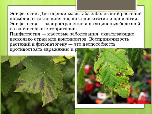 Типы эпифитотий