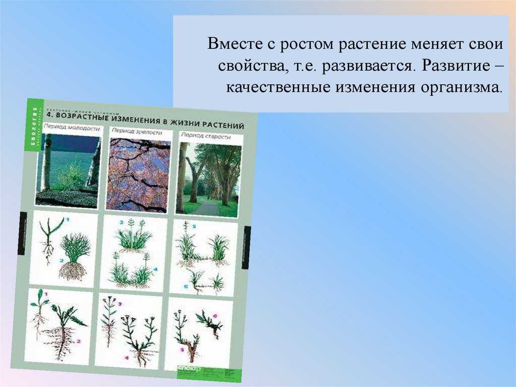 Химия, биология, подготовка к гиа и егэ