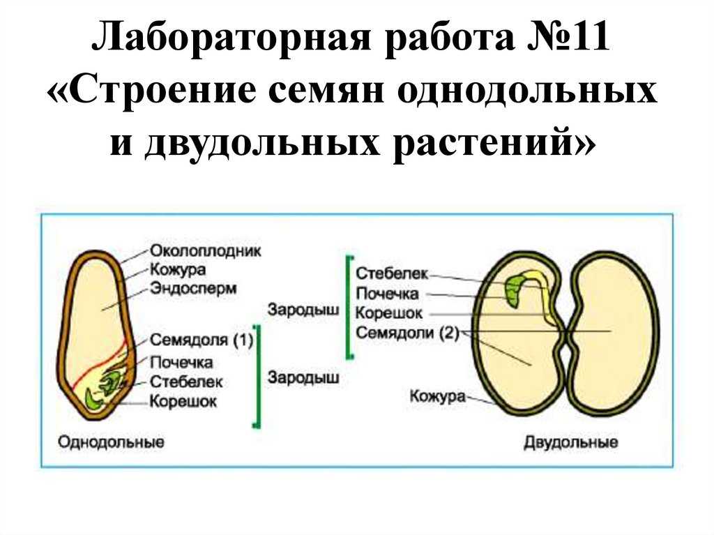 Морфология растений - т. а. сауткина - 2012