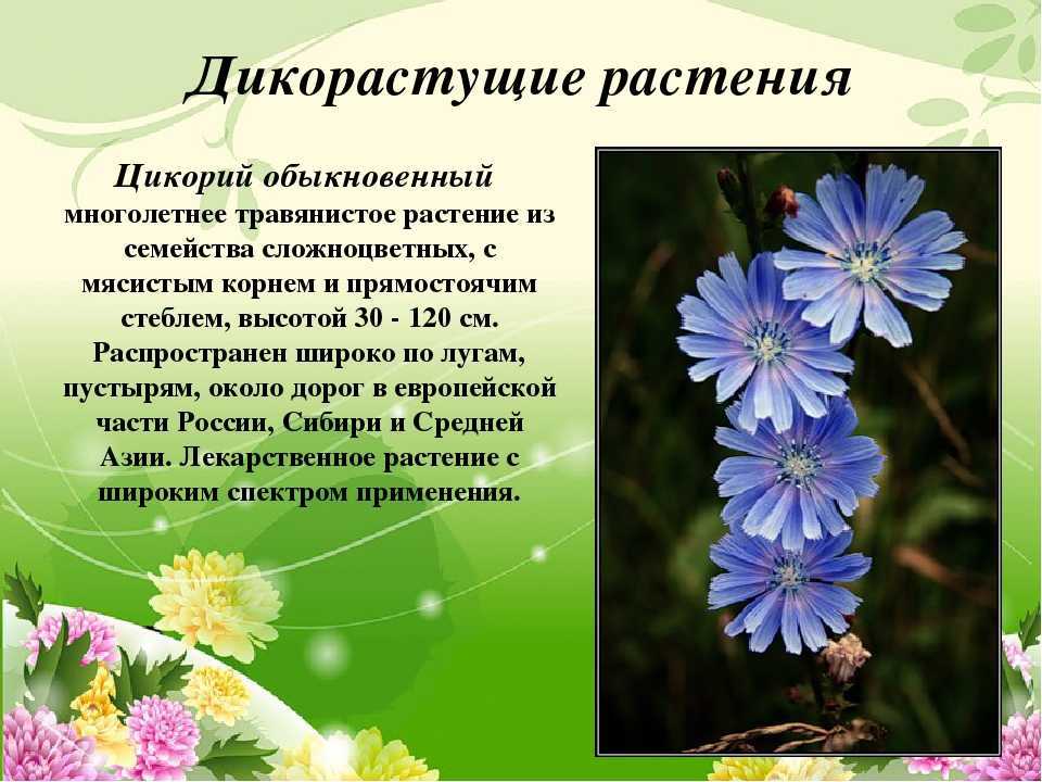 Цикорий обыкновенный и его лекарственные свойства. применение и фото цикория.