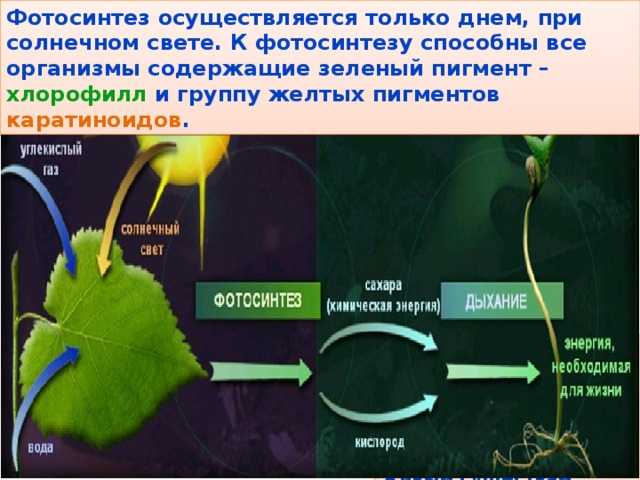 Важнейшие абиотические факторы и адаптации к ним организмов
