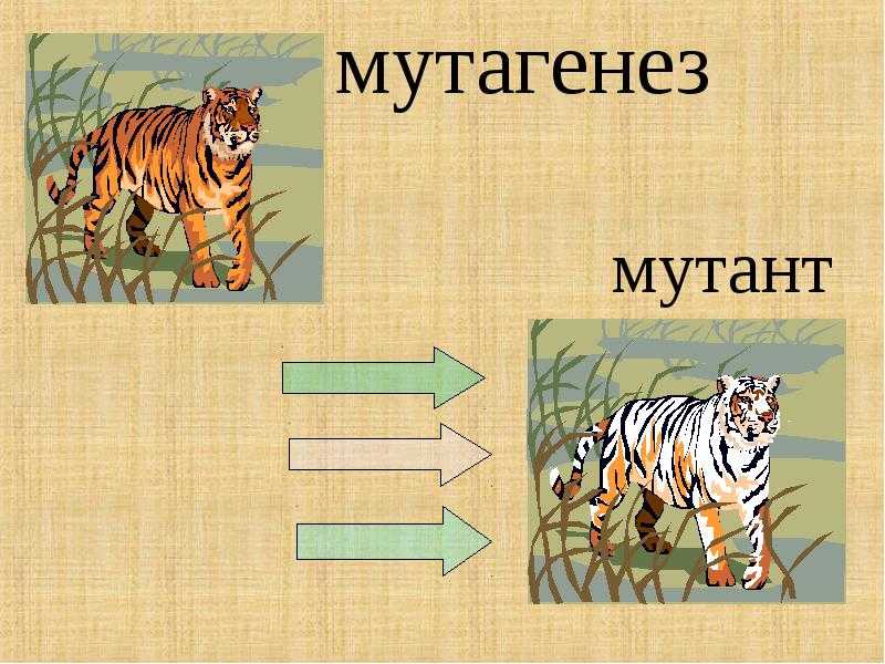 § 39. полиплоидия, отдаленная гибридизация, искусственный мутагенез и их значение в селекции
