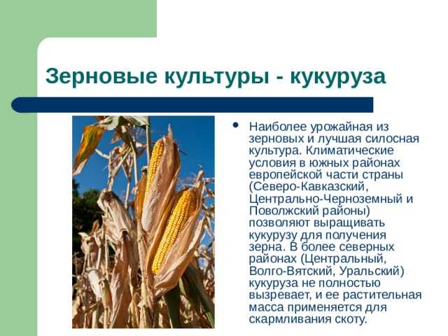 Кукуруза