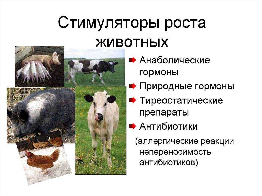 Стимуляторы роста крс