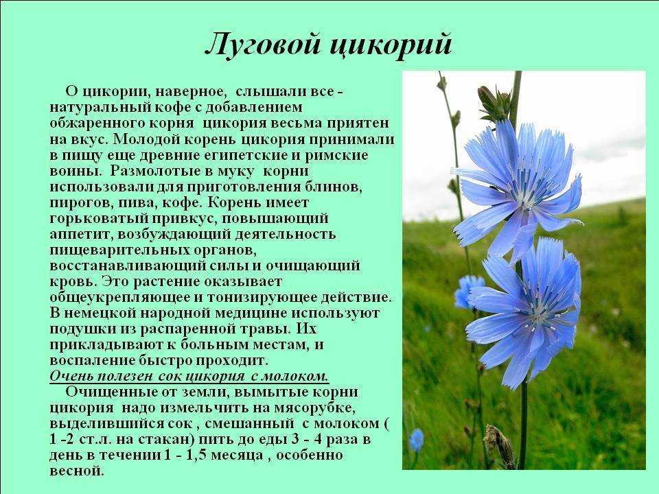 Цикорий обыкновенный и его полезные свойства, противопоказания